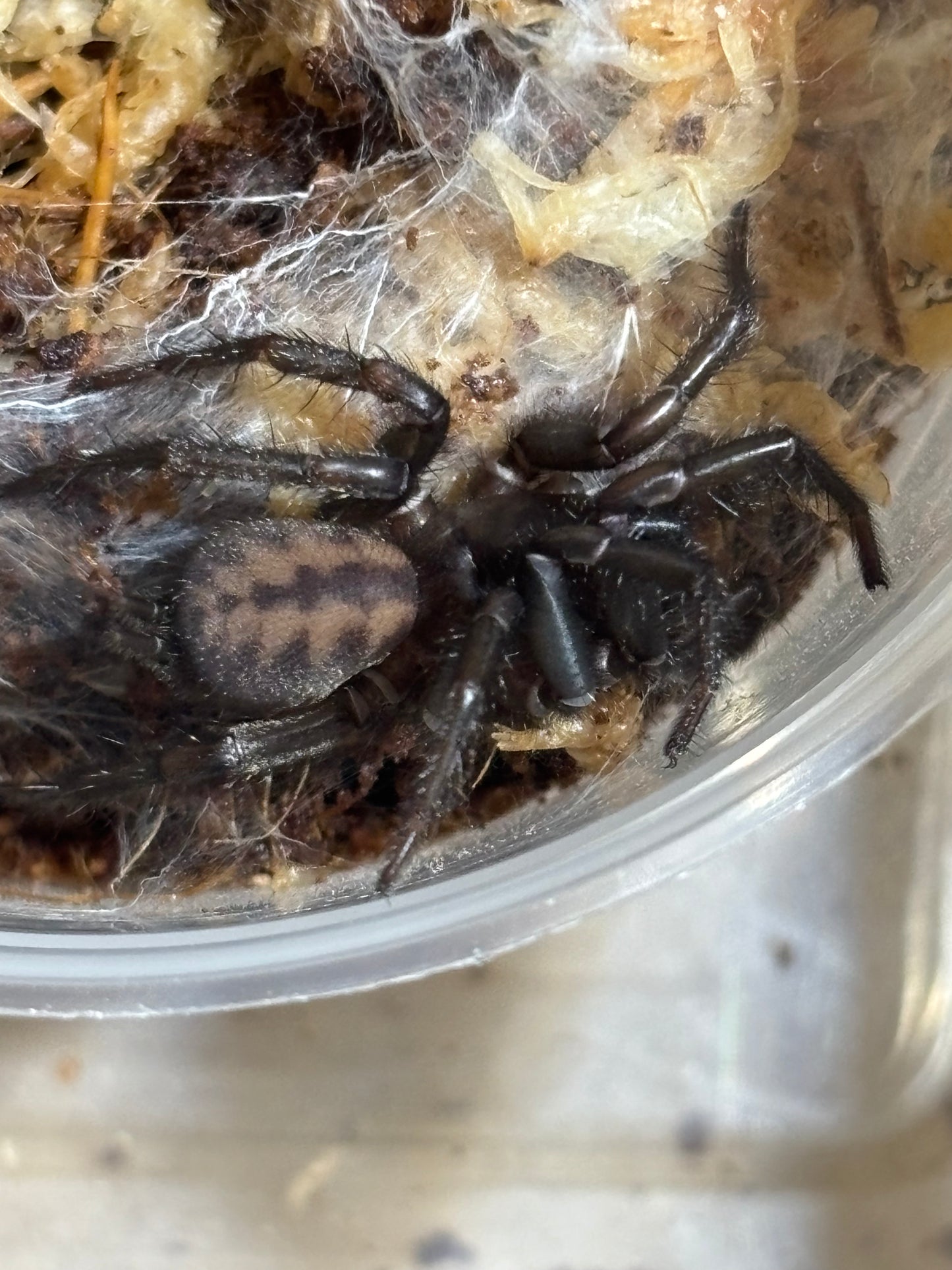 Juvenile paraembolides sp Nambucca.