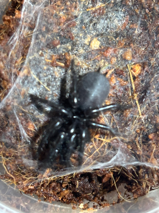 Atrax robustus 30mm leg span .