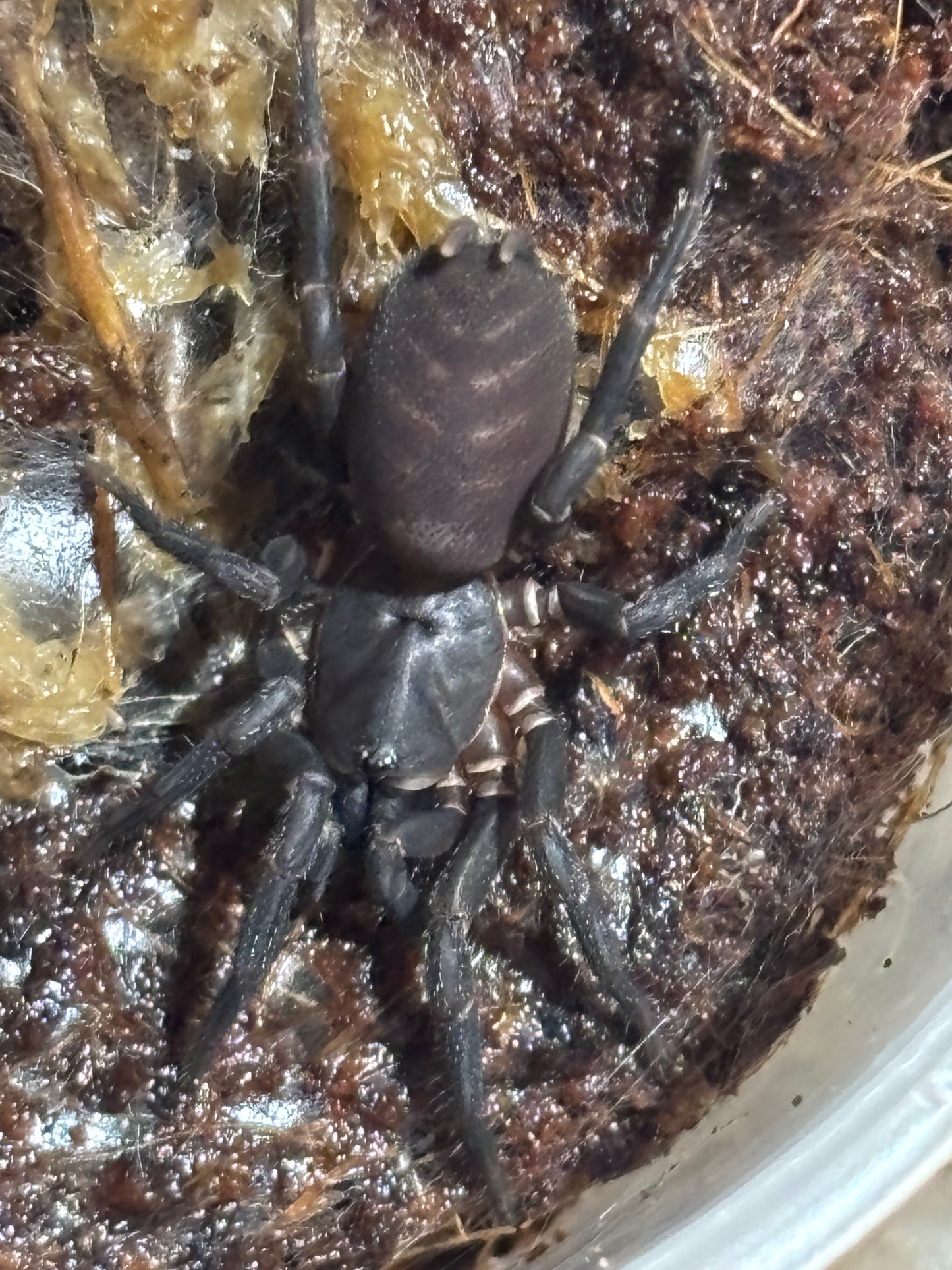 Ixamartus sp cairns.