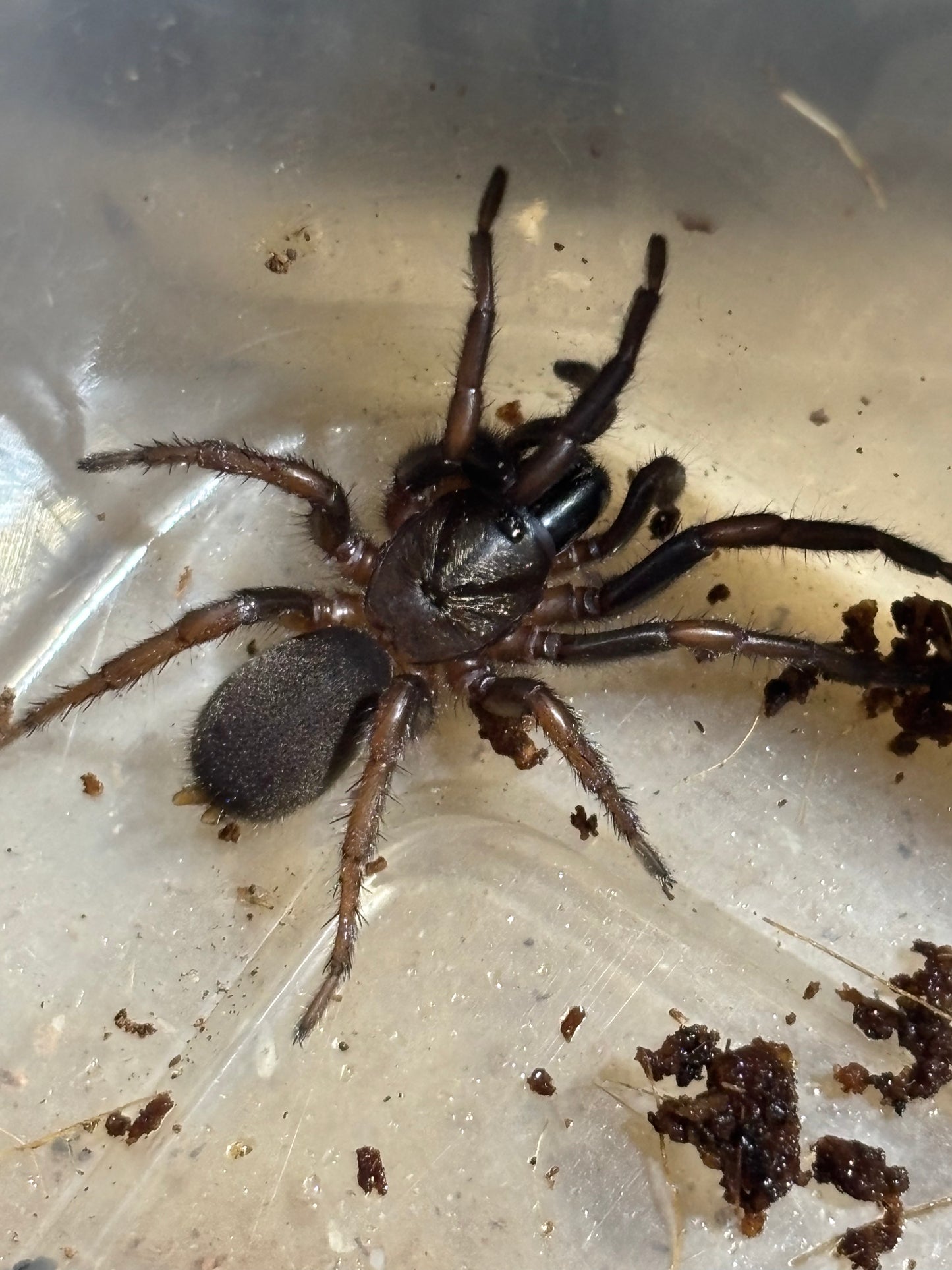 Juvenile Aname sp cardstone.