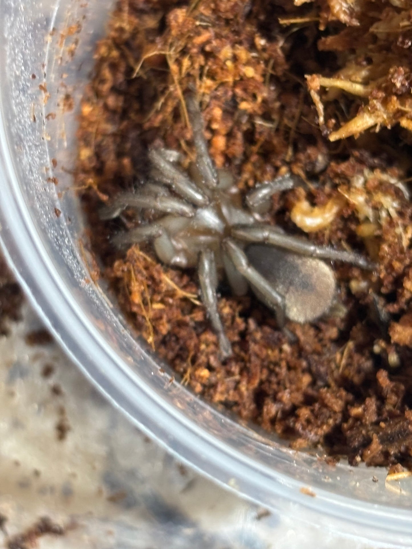 Juvenile Aname mt carbine.