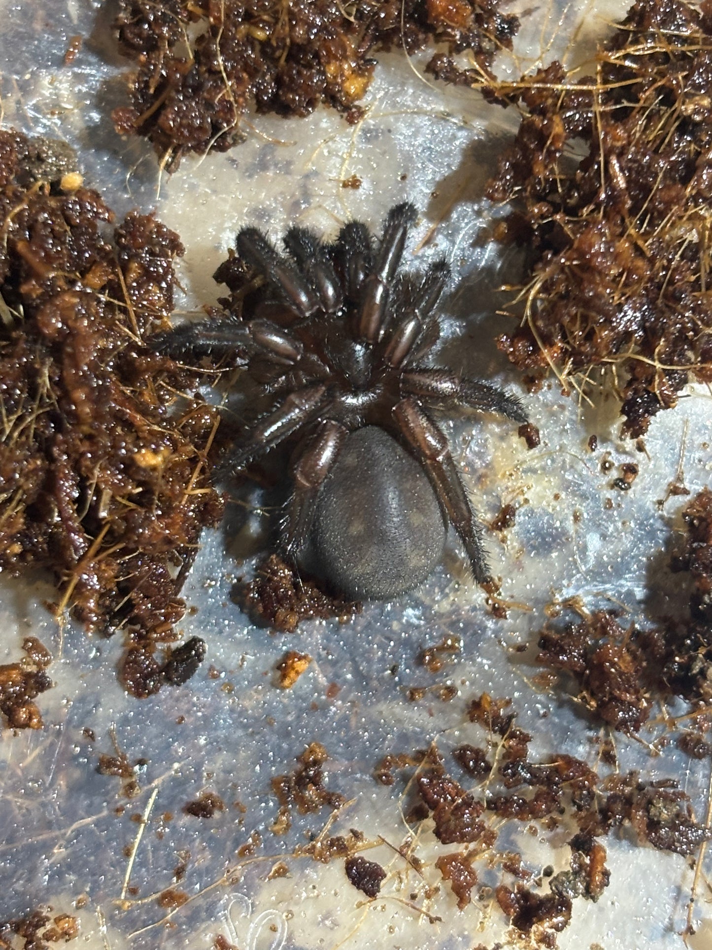 Small juvenile Euoplos mt glorious.