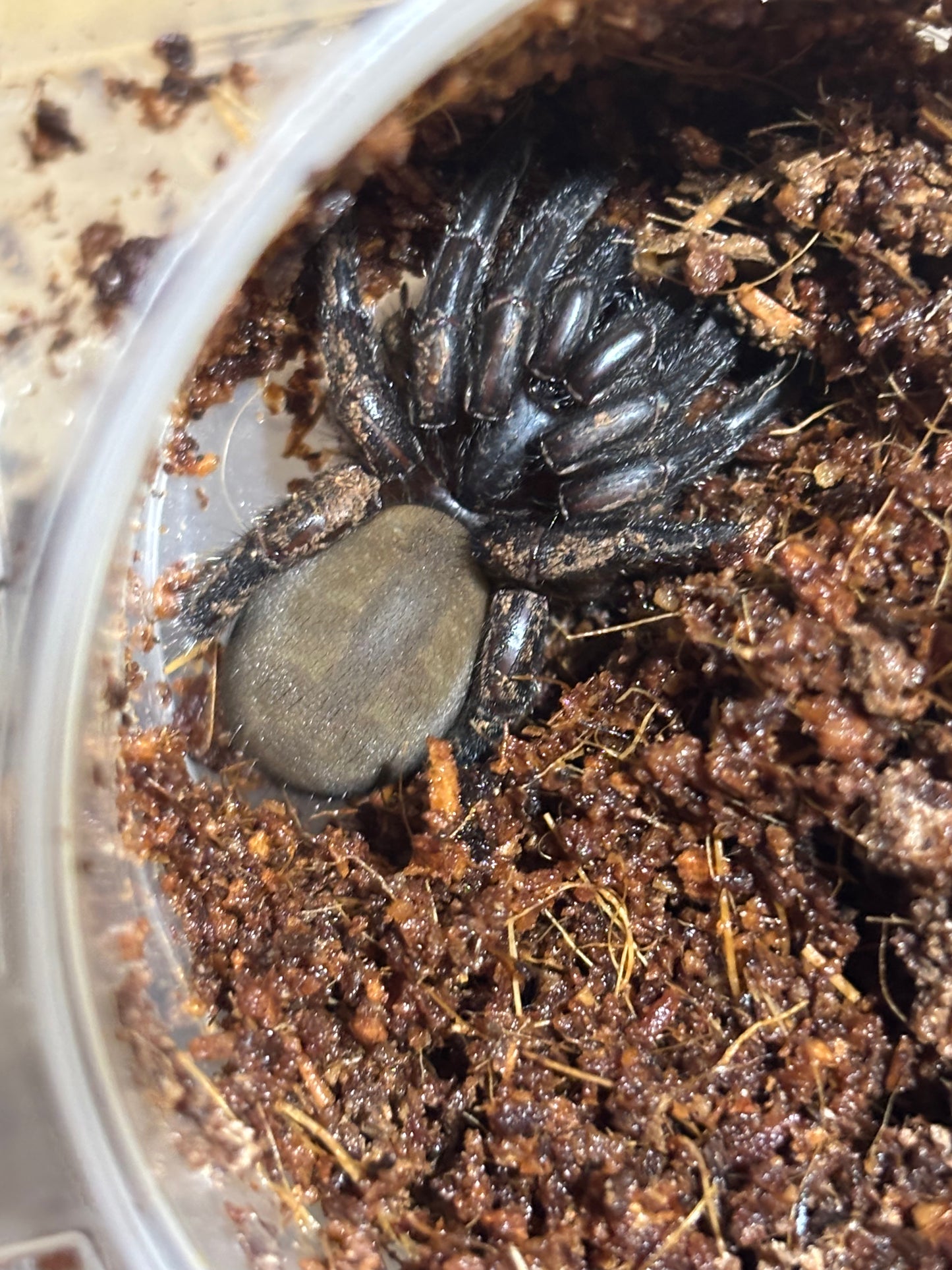 Euoplos sp Benarkin