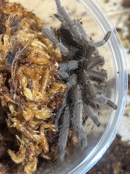 Phlogius stents 60mm leg span.