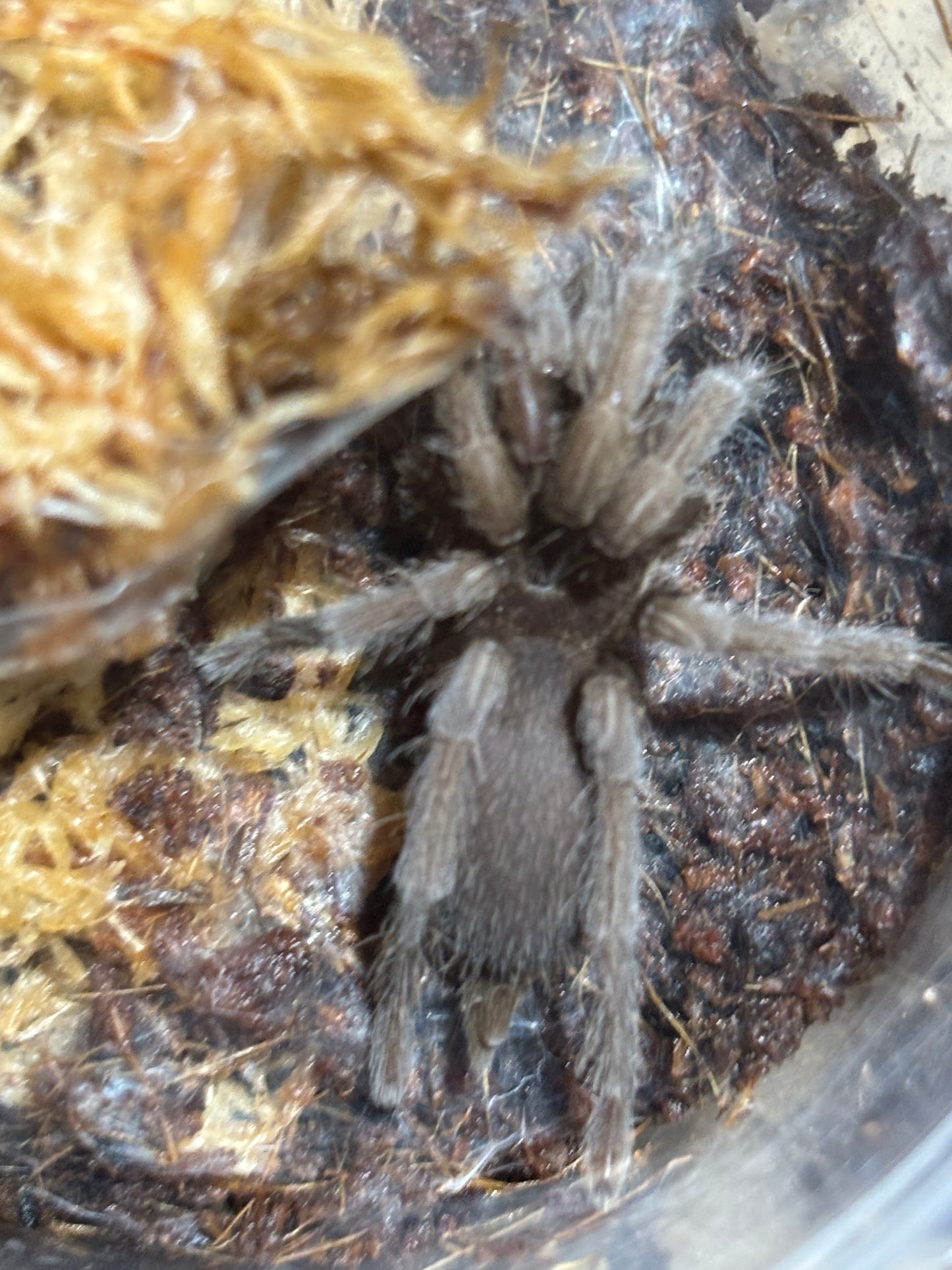 Phlogius stents 50mm leg span.