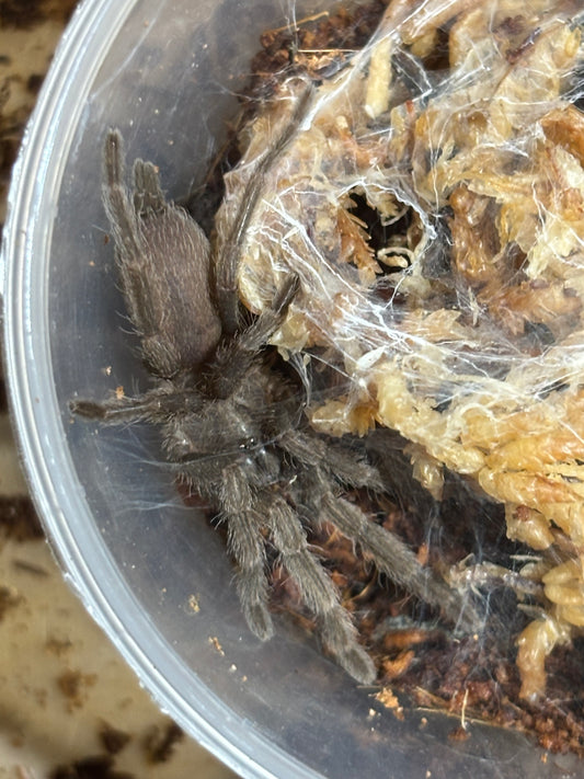 Phlogius Proserpine 40mm leg span.
