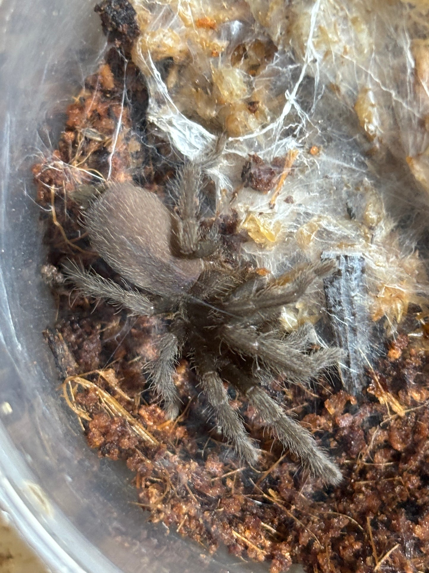 Phlogius Proserpine advanced sling.