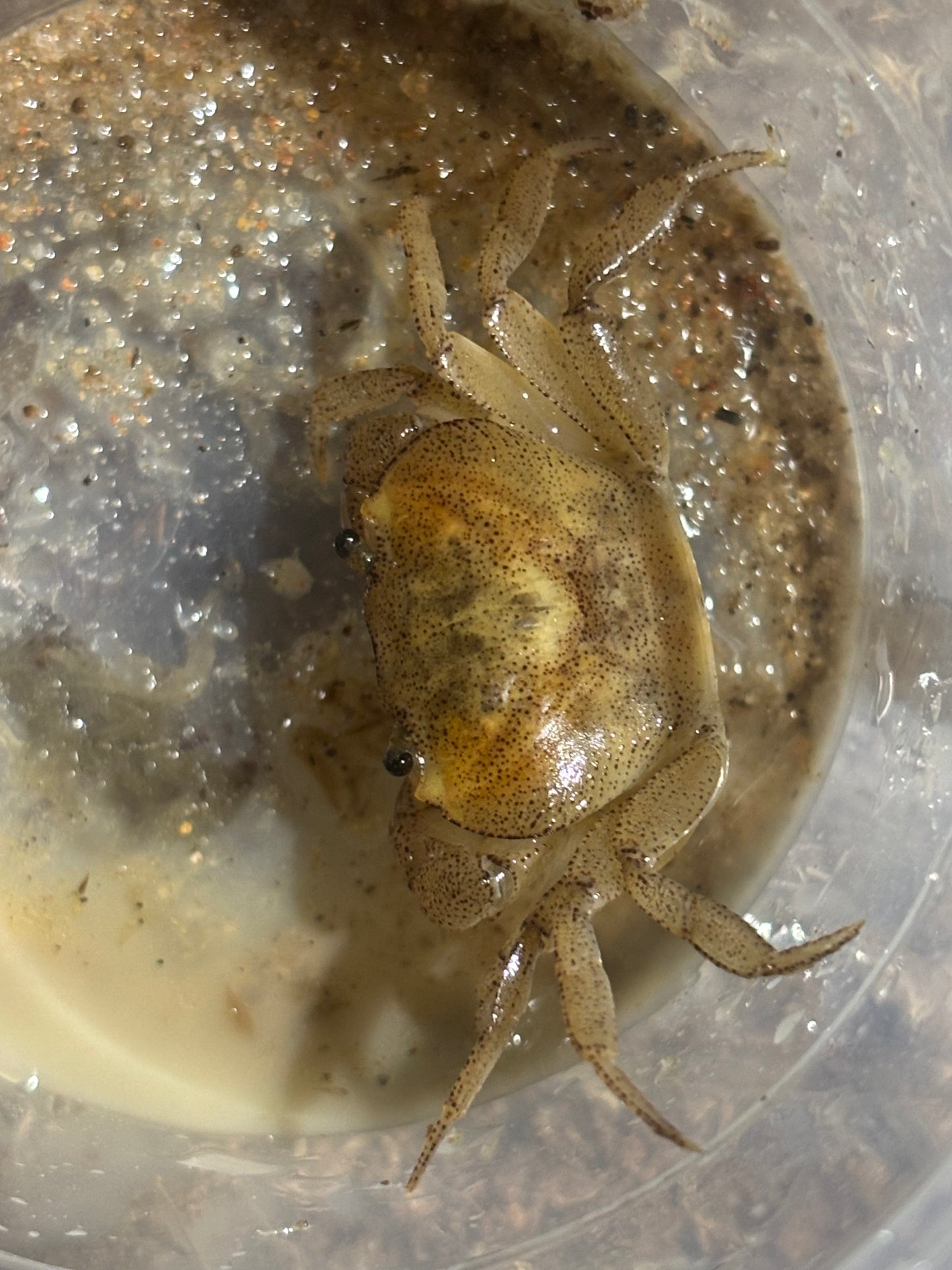 Small male fresh water crab.