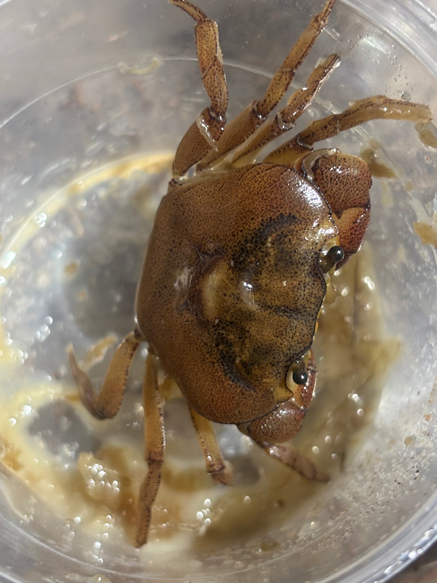 Medium female fresh water crab.