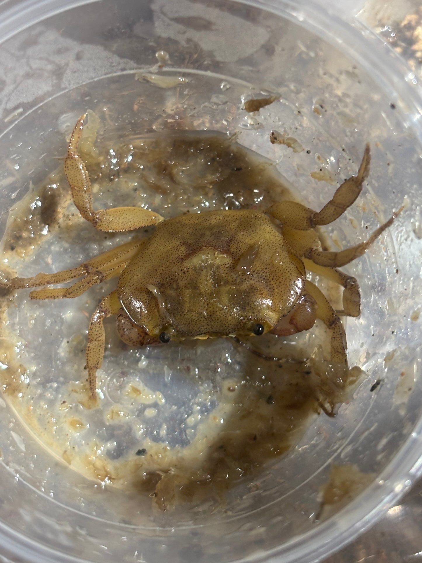 Medium male fresh water crab.