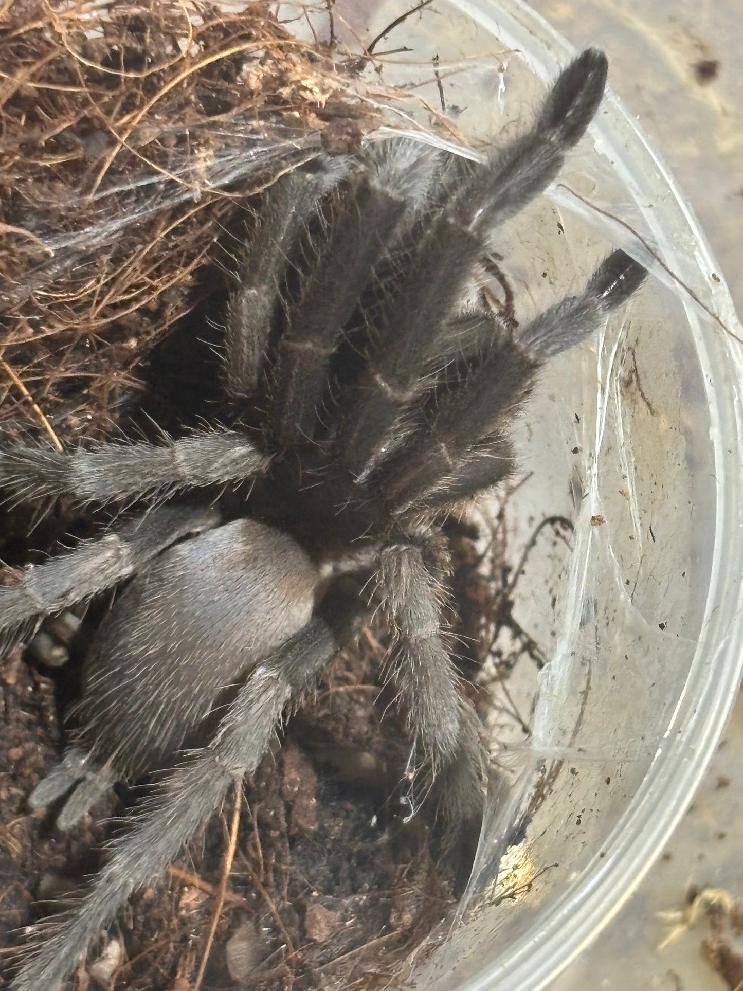Phlogius k2 Goliath 80 to 85mm leg span.