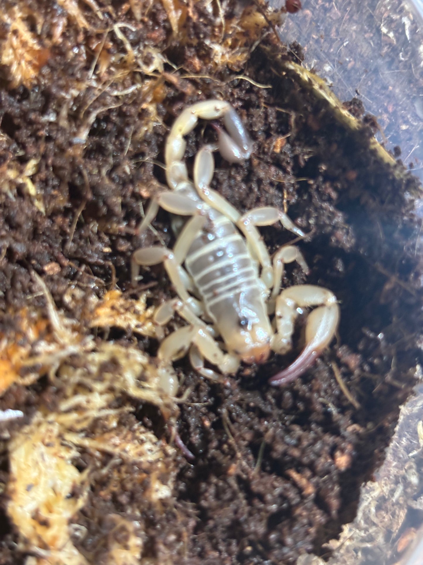 Desert scorpion juvenile.