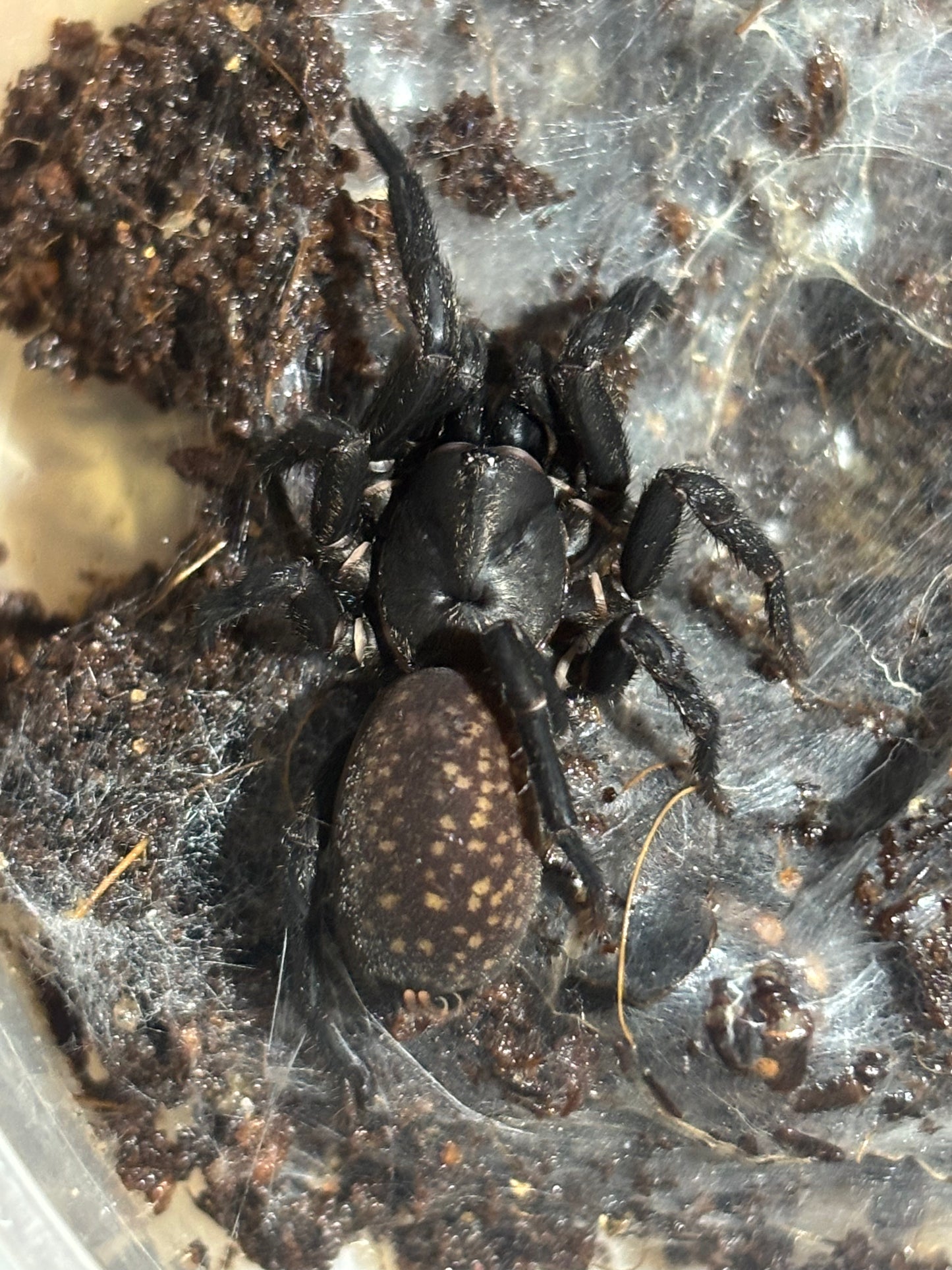 Ixamatus sp Brisbane area.