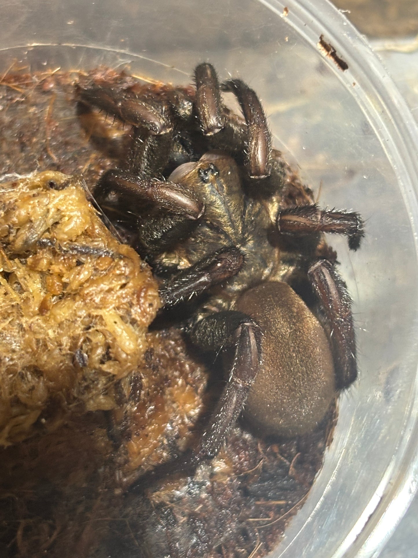 Arbanitis sp kroombit.