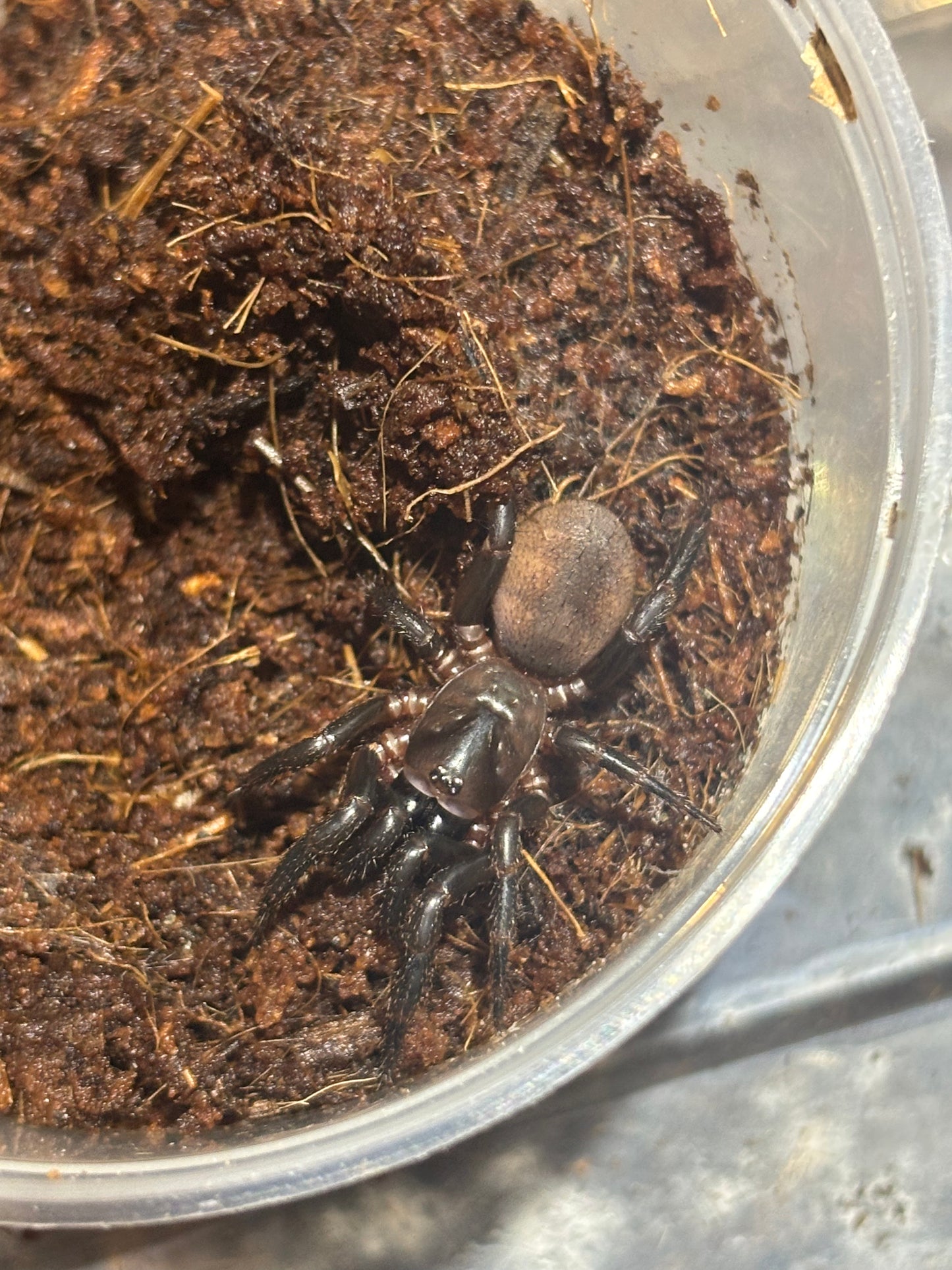 Cataxia Coffs Harbour.