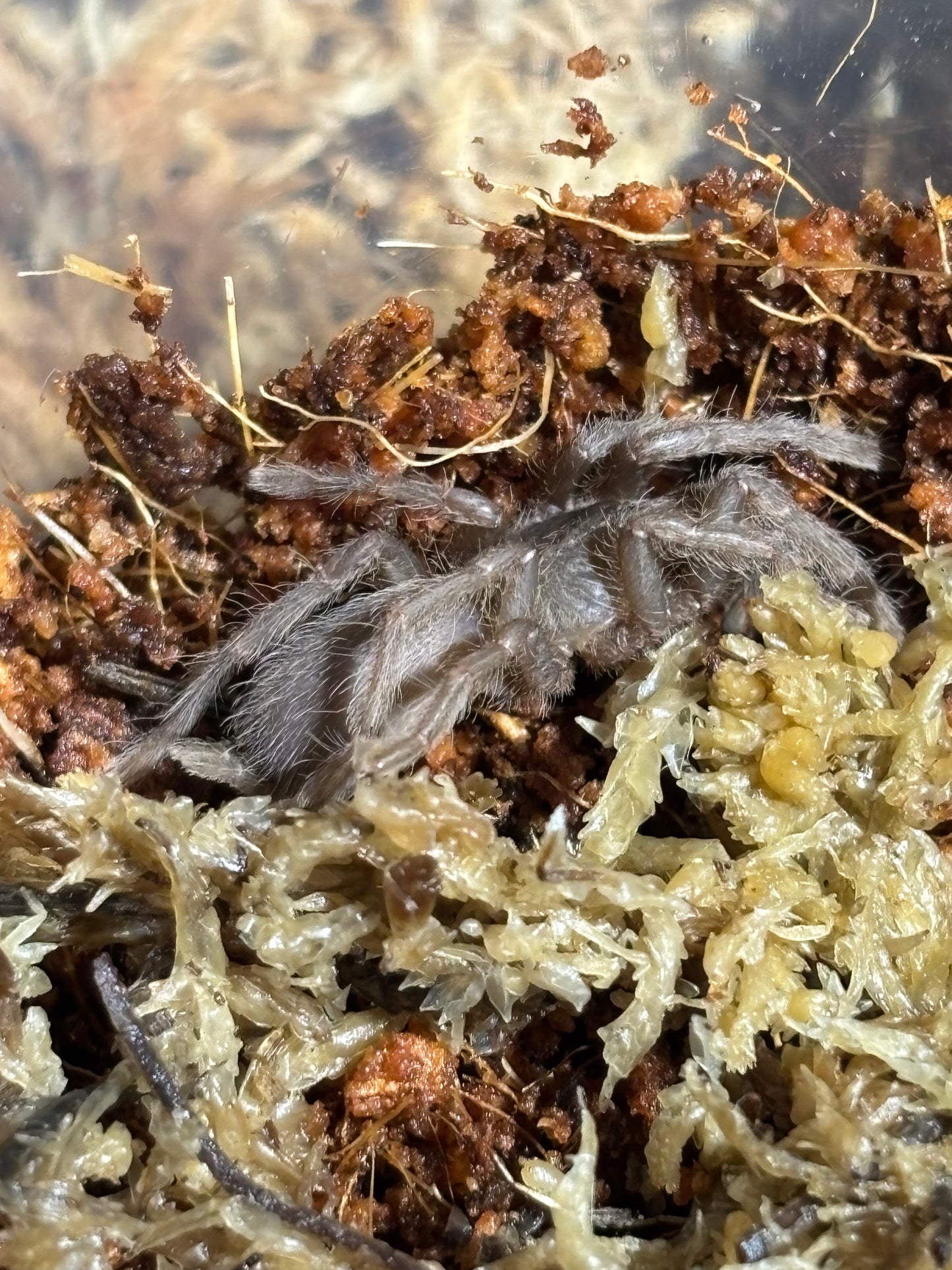 Coremiocnemis tropix 20mm leg span