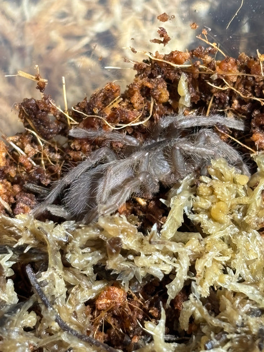Coremiocnemis tropix 20mm leg span