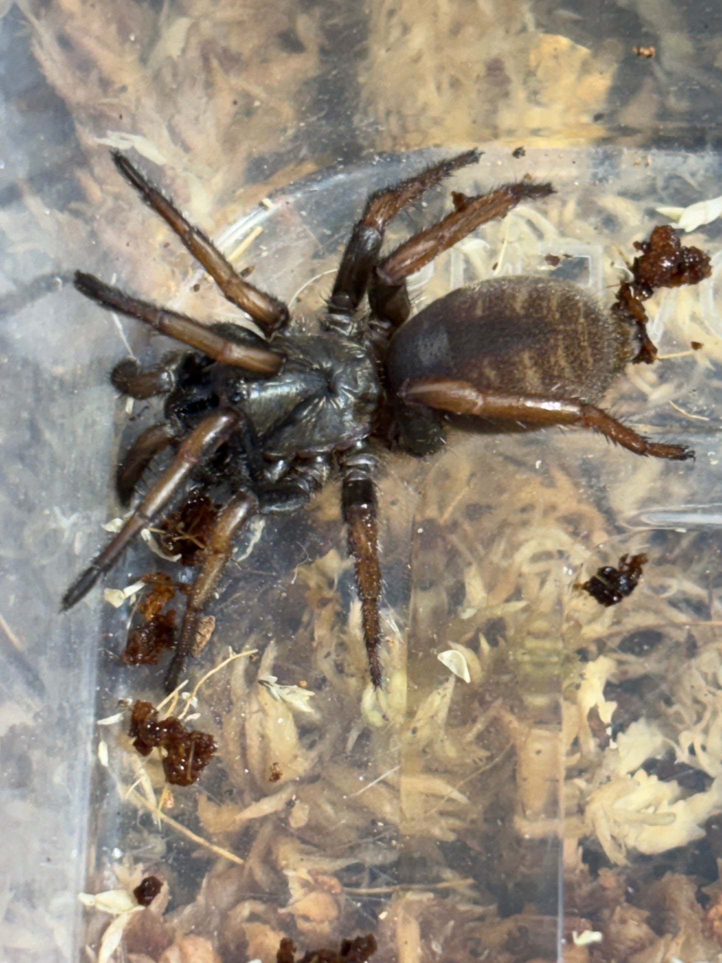 Arbanitis sp kroombit.