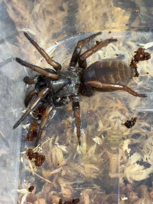 Arbanitis sp kroombit.