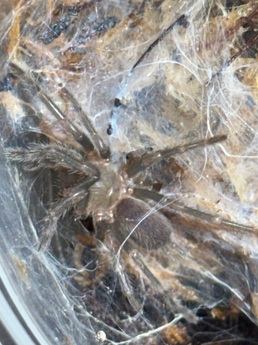 Phlogius hirsutus sling.