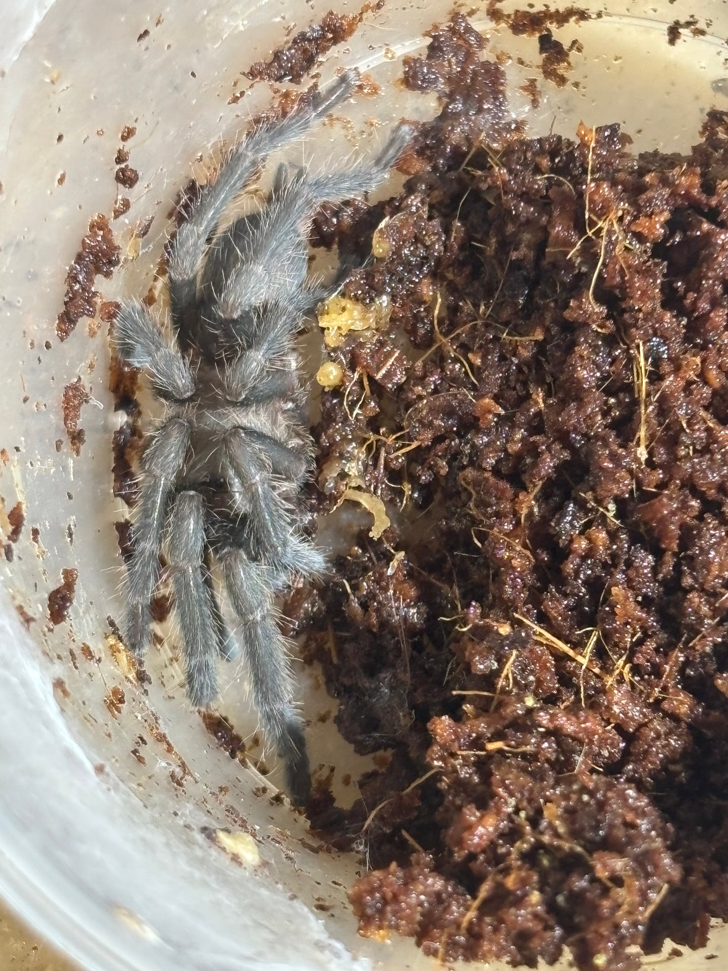 Phlogius PQ Kuranda 40mm leg span.