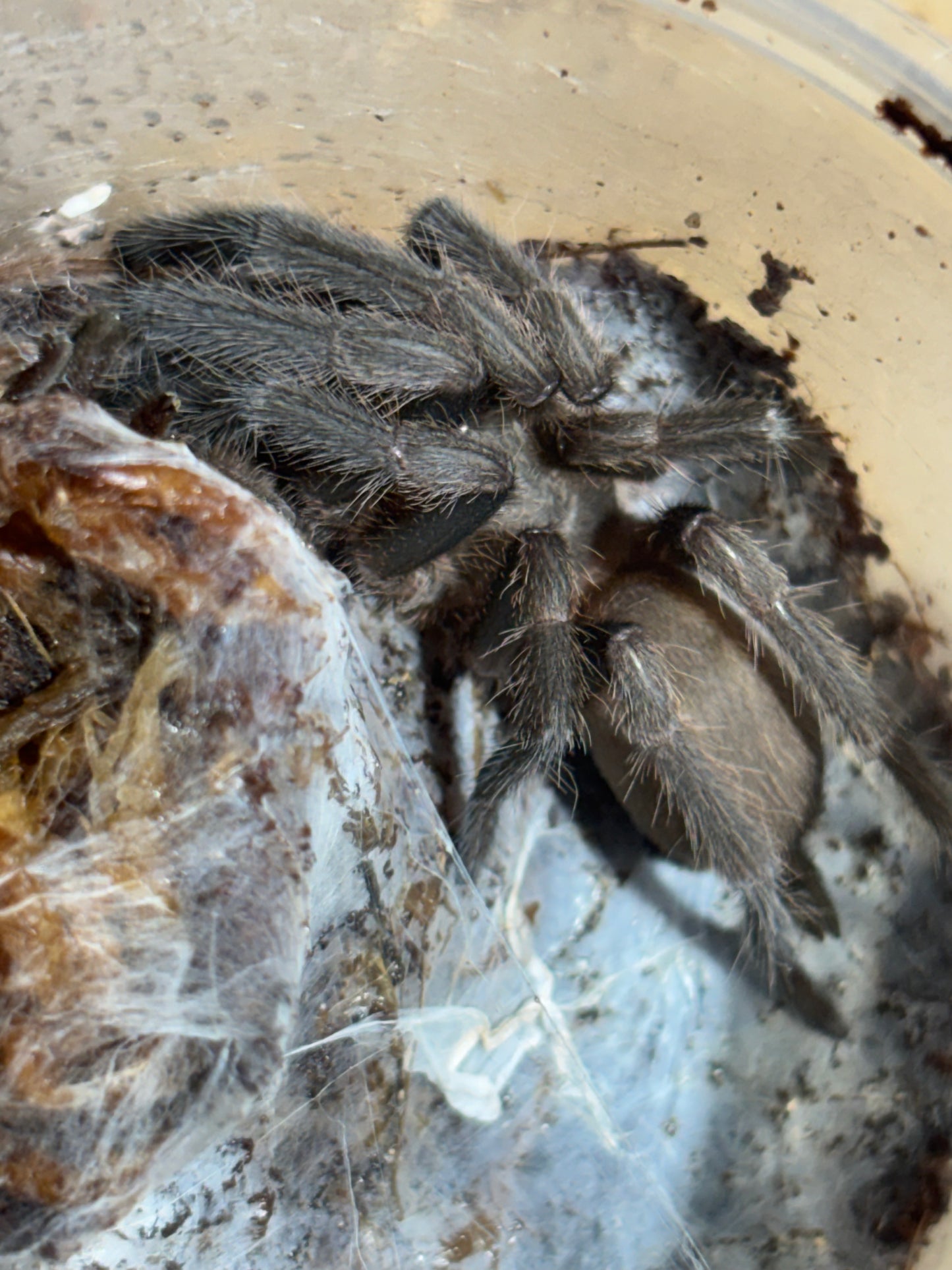 Phlogius PQ western form 50mm leg span.
