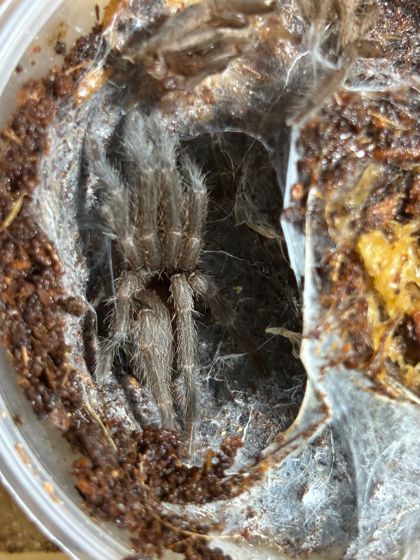 Phlogius rubiseta 40mm leg span.