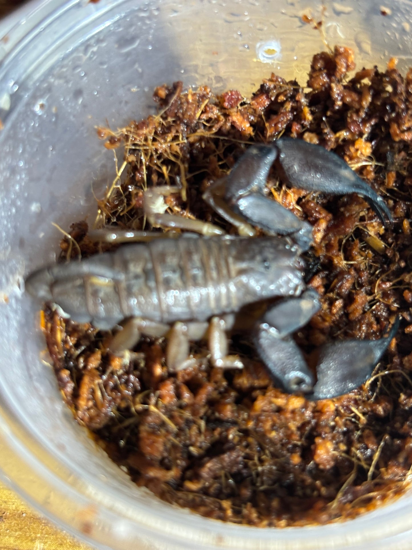 Rainforest scorpion female Cooktown area.