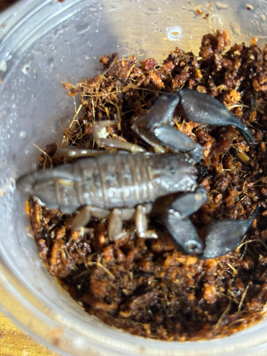 Rainforest scorpion female Cooktown area.