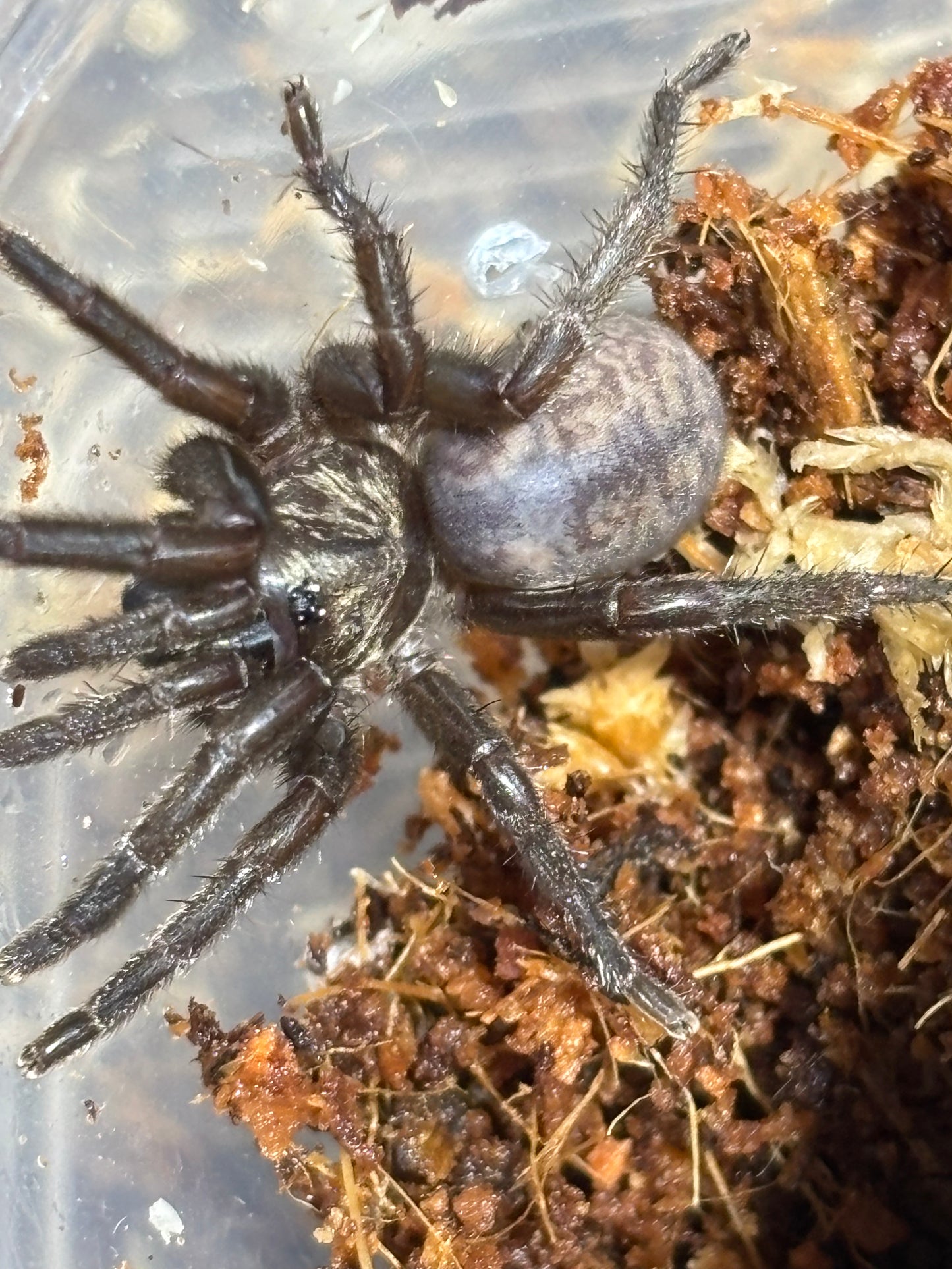 Ozicrypta Mt carbine area.
