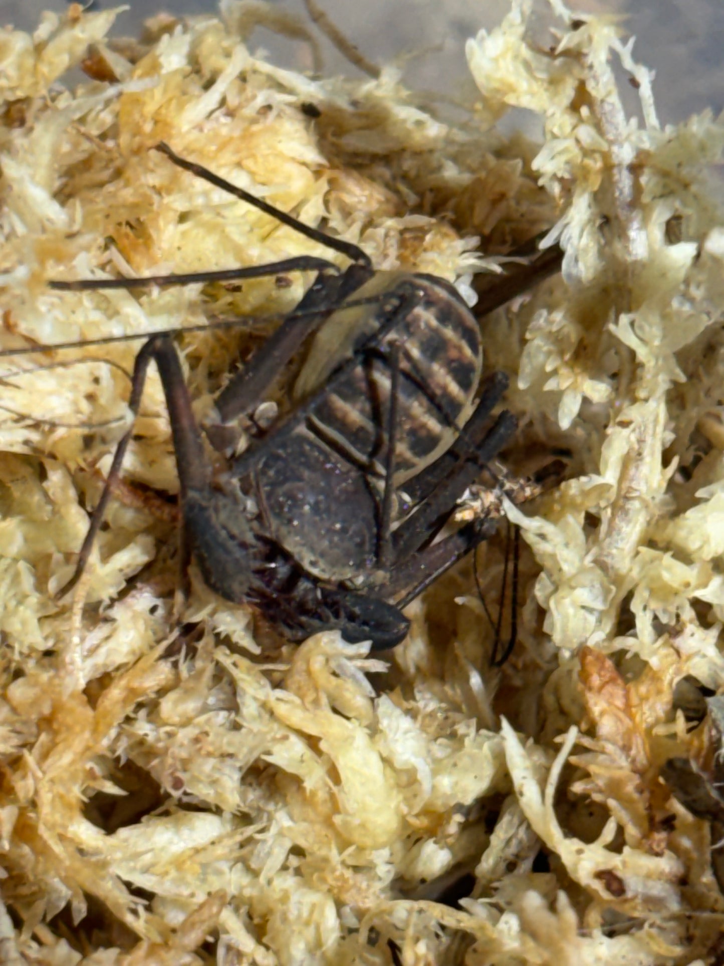 Whip scorpion.