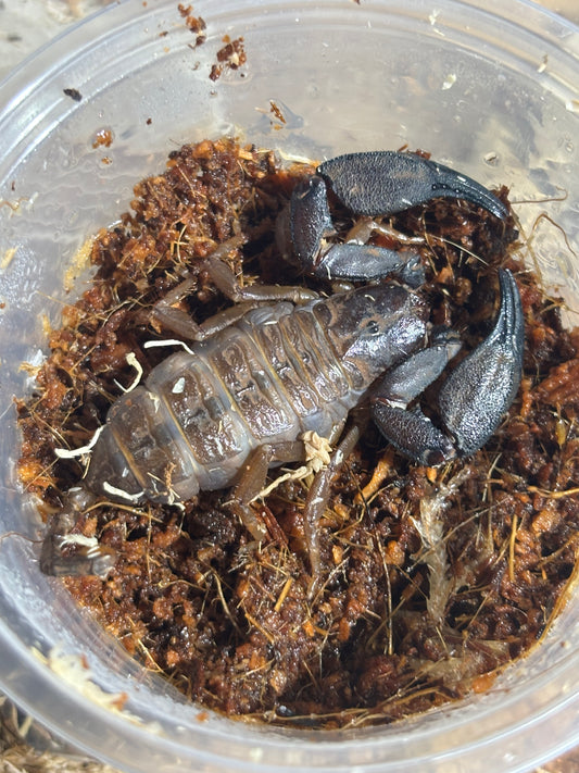 Rainforest scorpion female tinaroo.