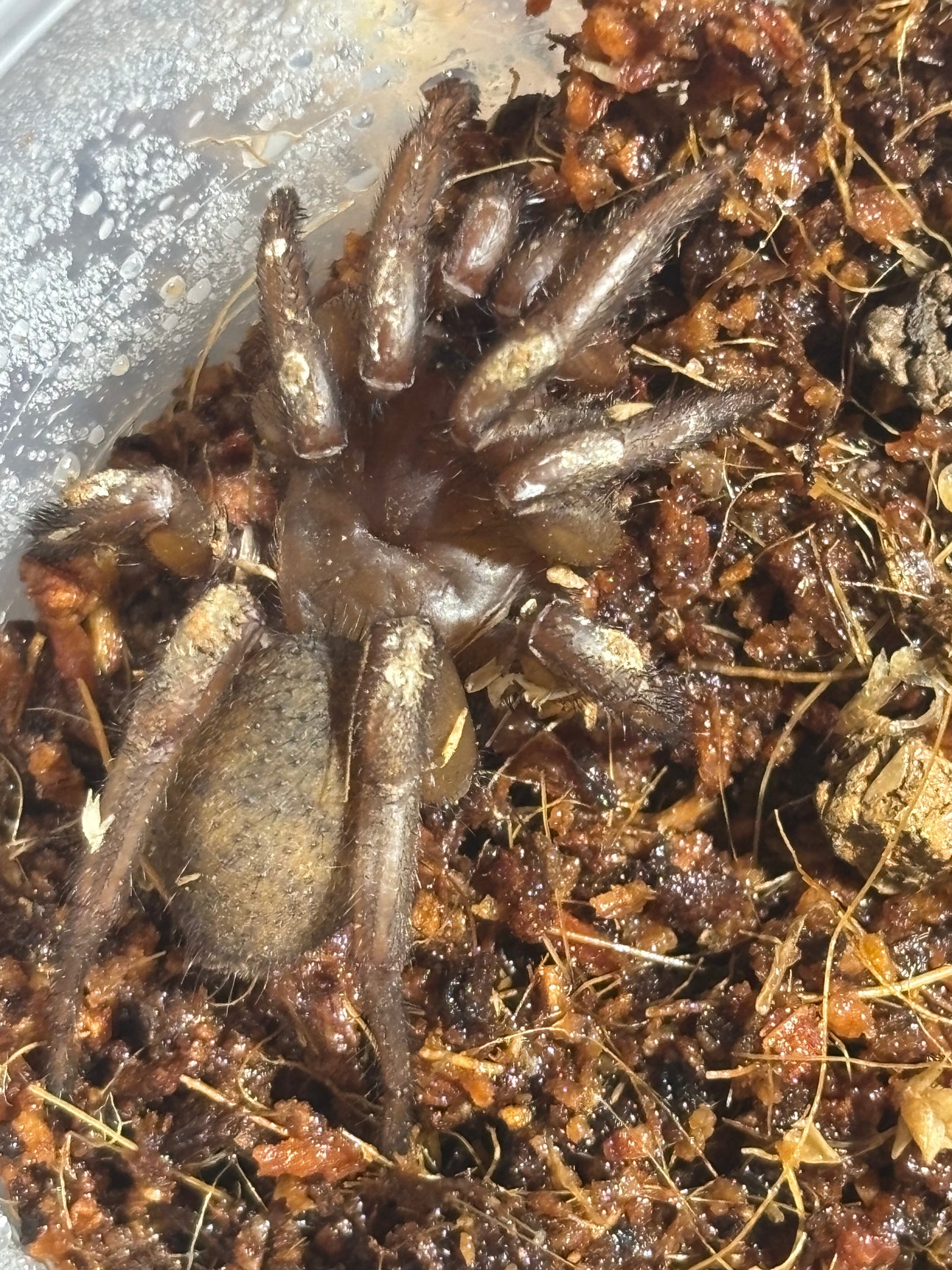 Cataxia Proserpine.