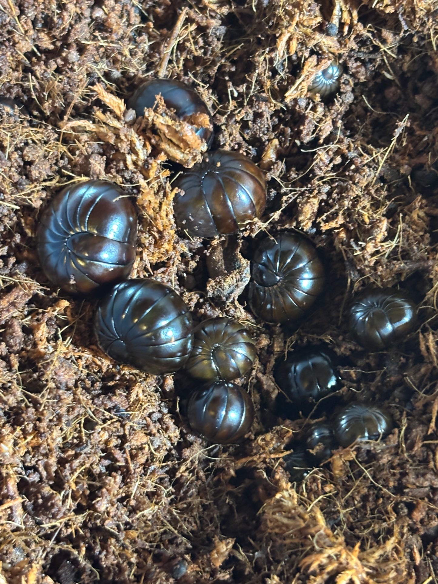 Pill millipedes Benarkin area these grow to a bit over 1cm round when rolled up.