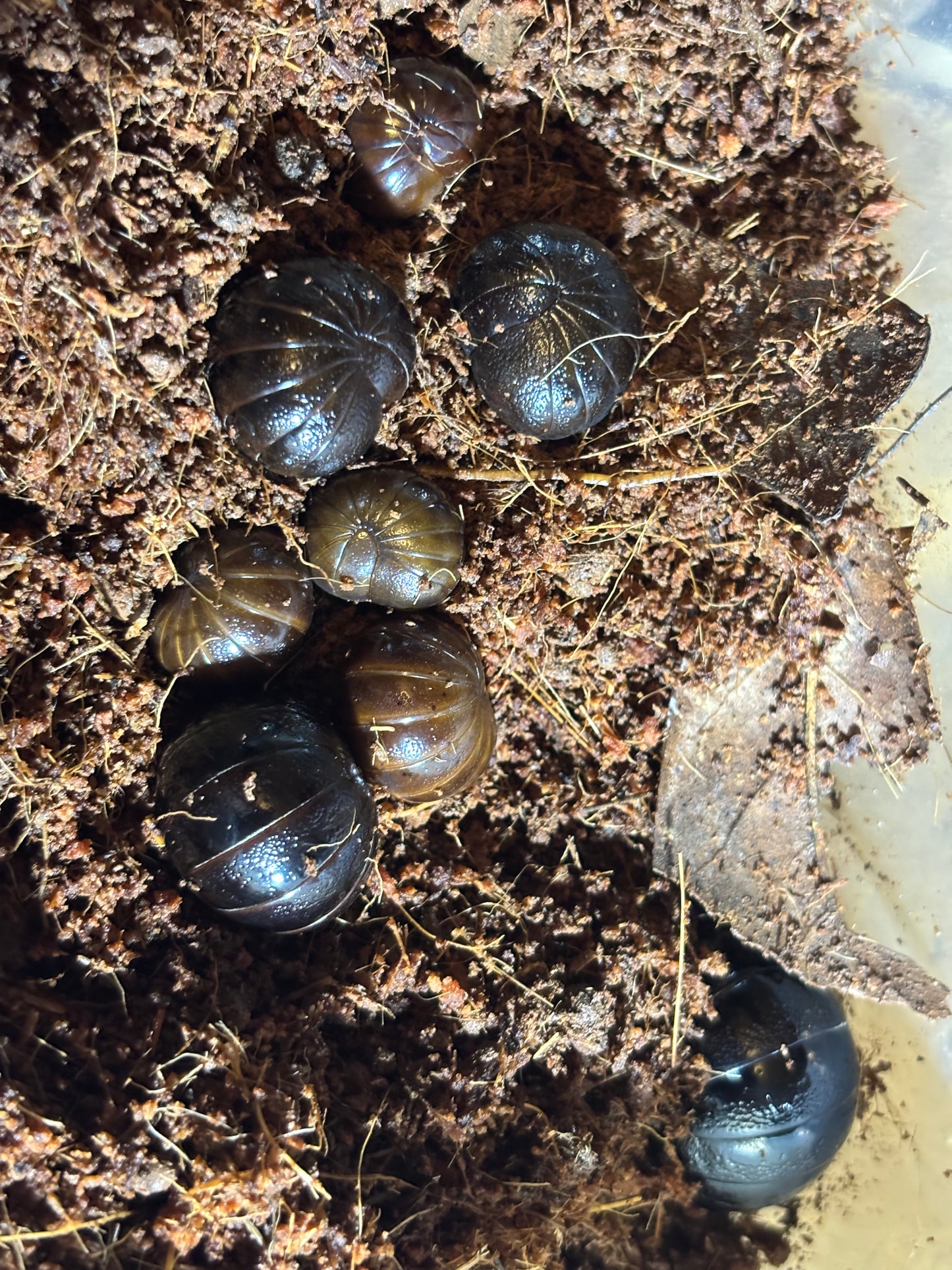 Pill millipedes Coffs Harbour area this species grows over 2cm round when rolled up.