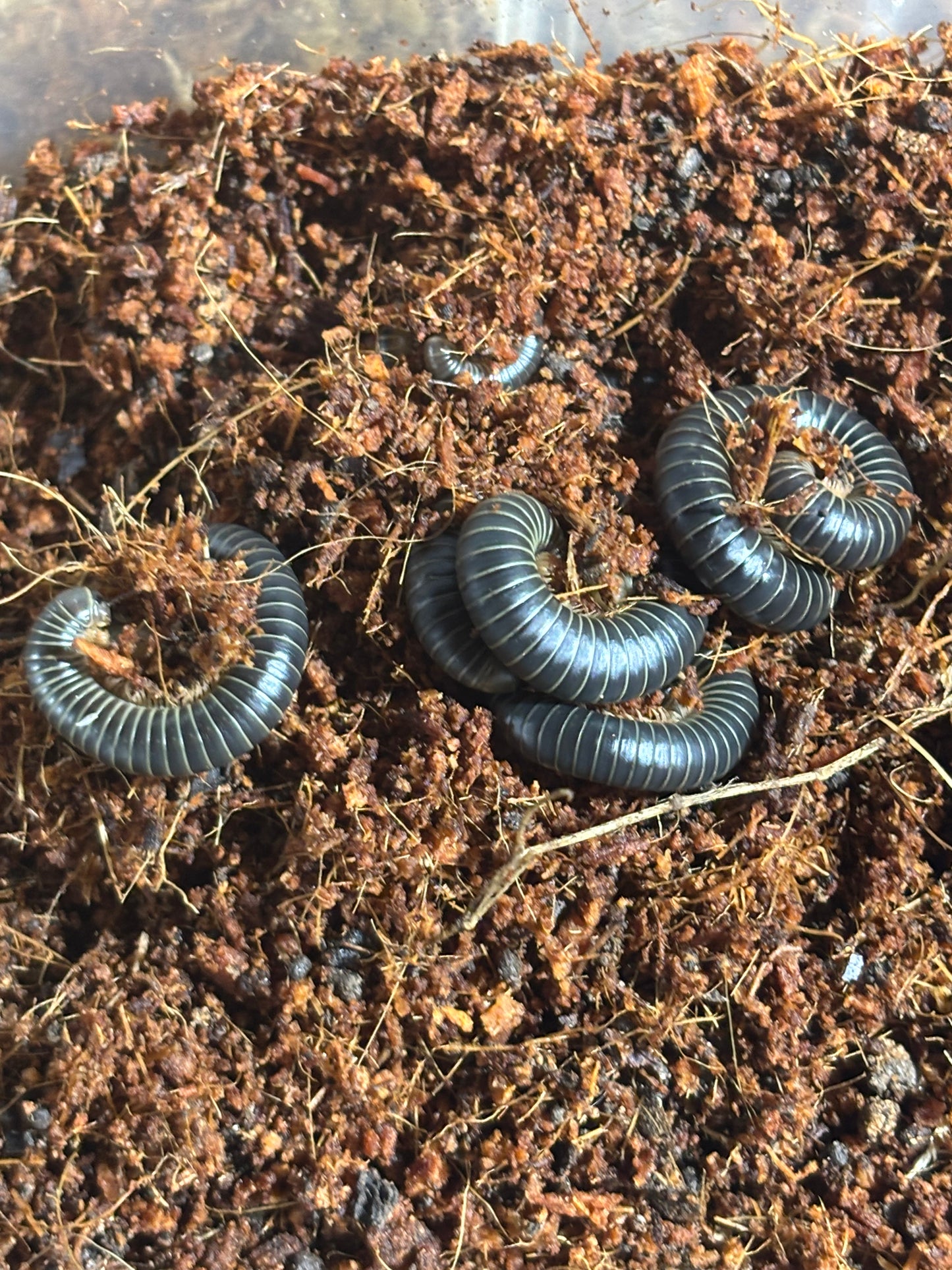 Millipedes from Newcastle area glow under uv light.