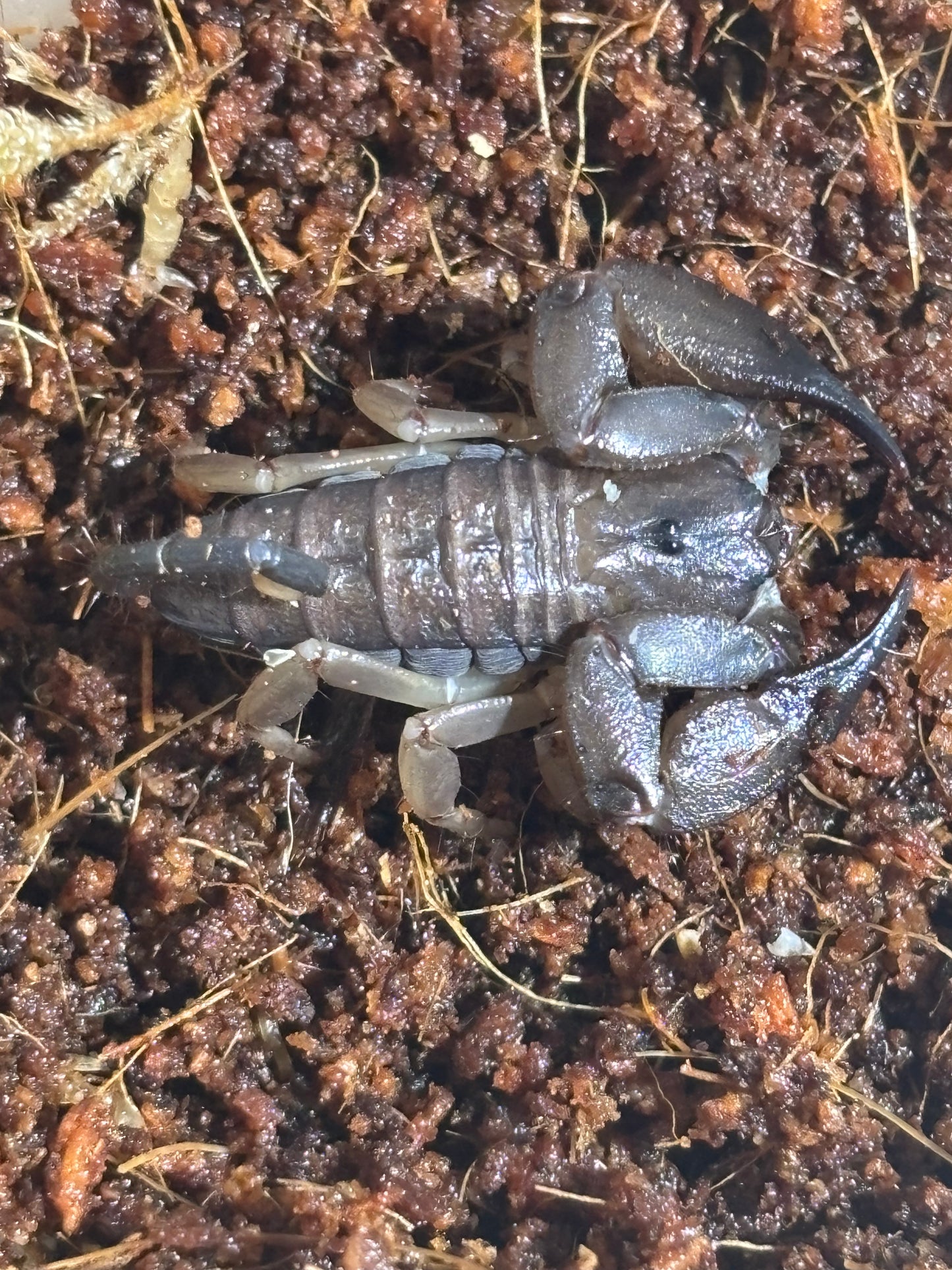 Juvenile rainforest scorpion Cooktown area.