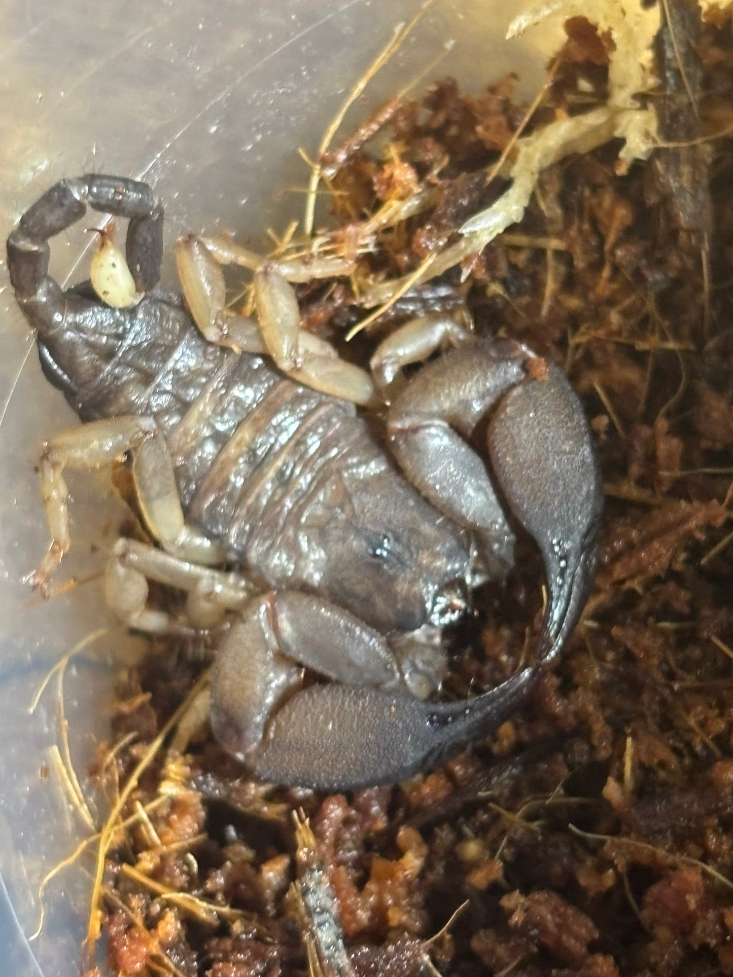 Juvenile rainforest scorpion cairns area.