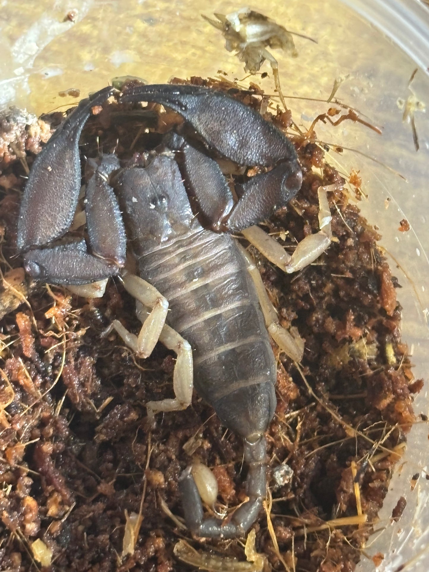 Male rainforest scorpion cairns area.