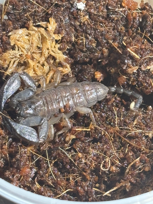 Large scorpling Proserpine.