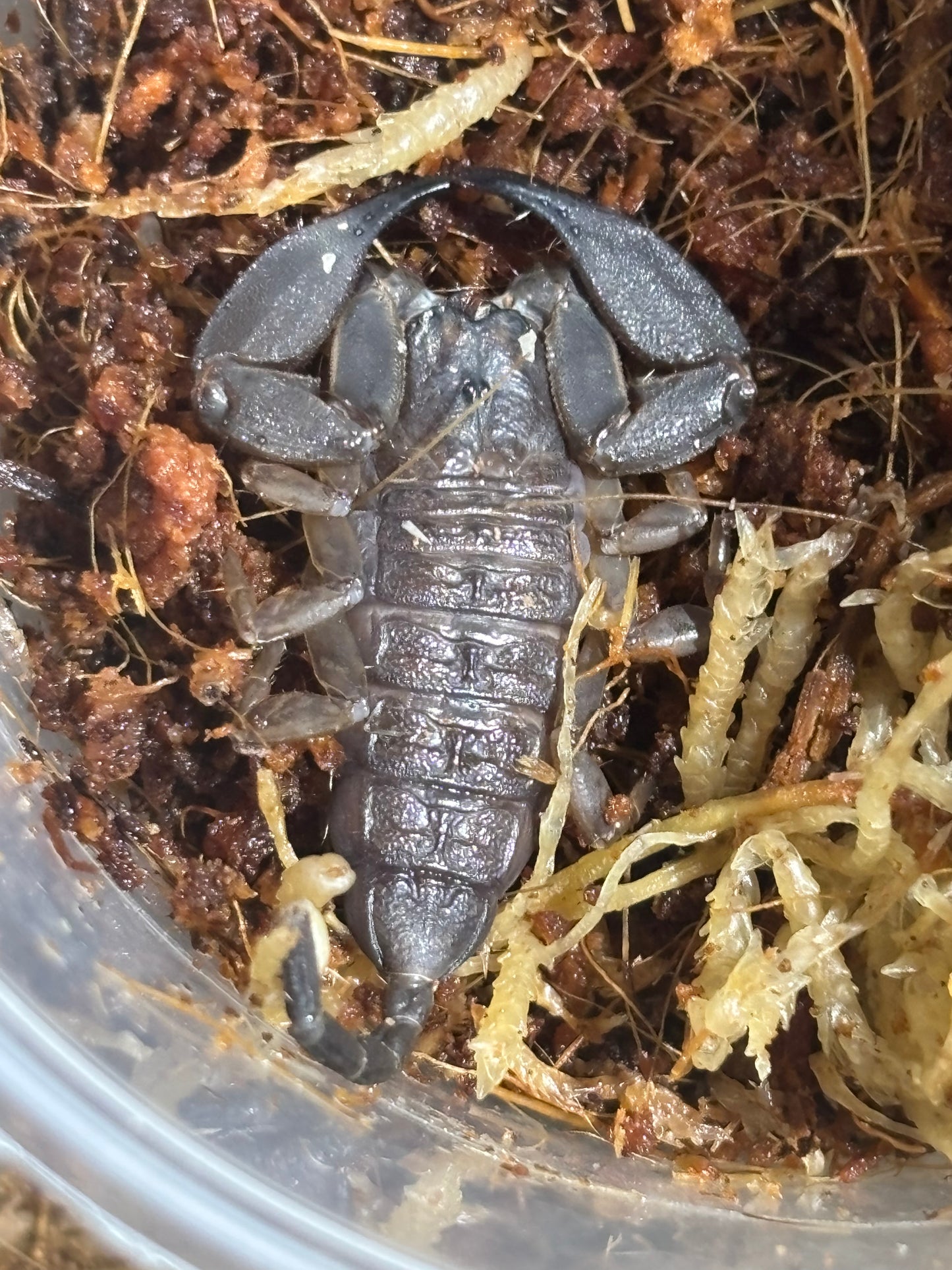 Juvenile rainforest scorpion Proserpine.
