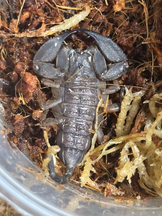 Juvenile rainforest scorpion Proserpine.