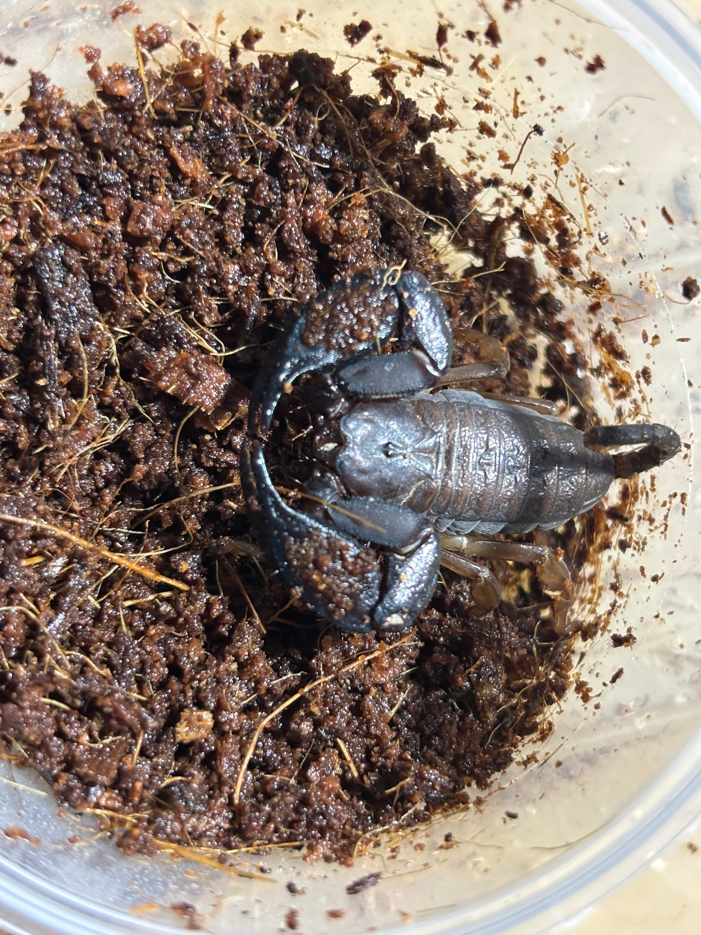 Female rainforest scorpion Benarkin area.