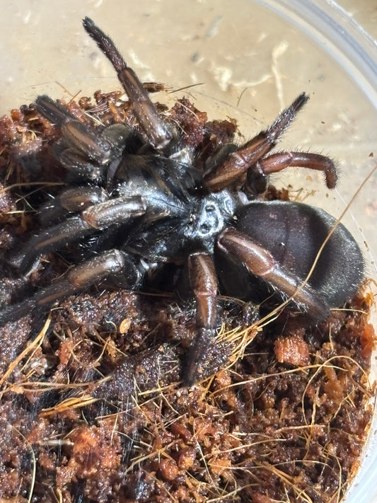 Arbanitis sp middle brother area.