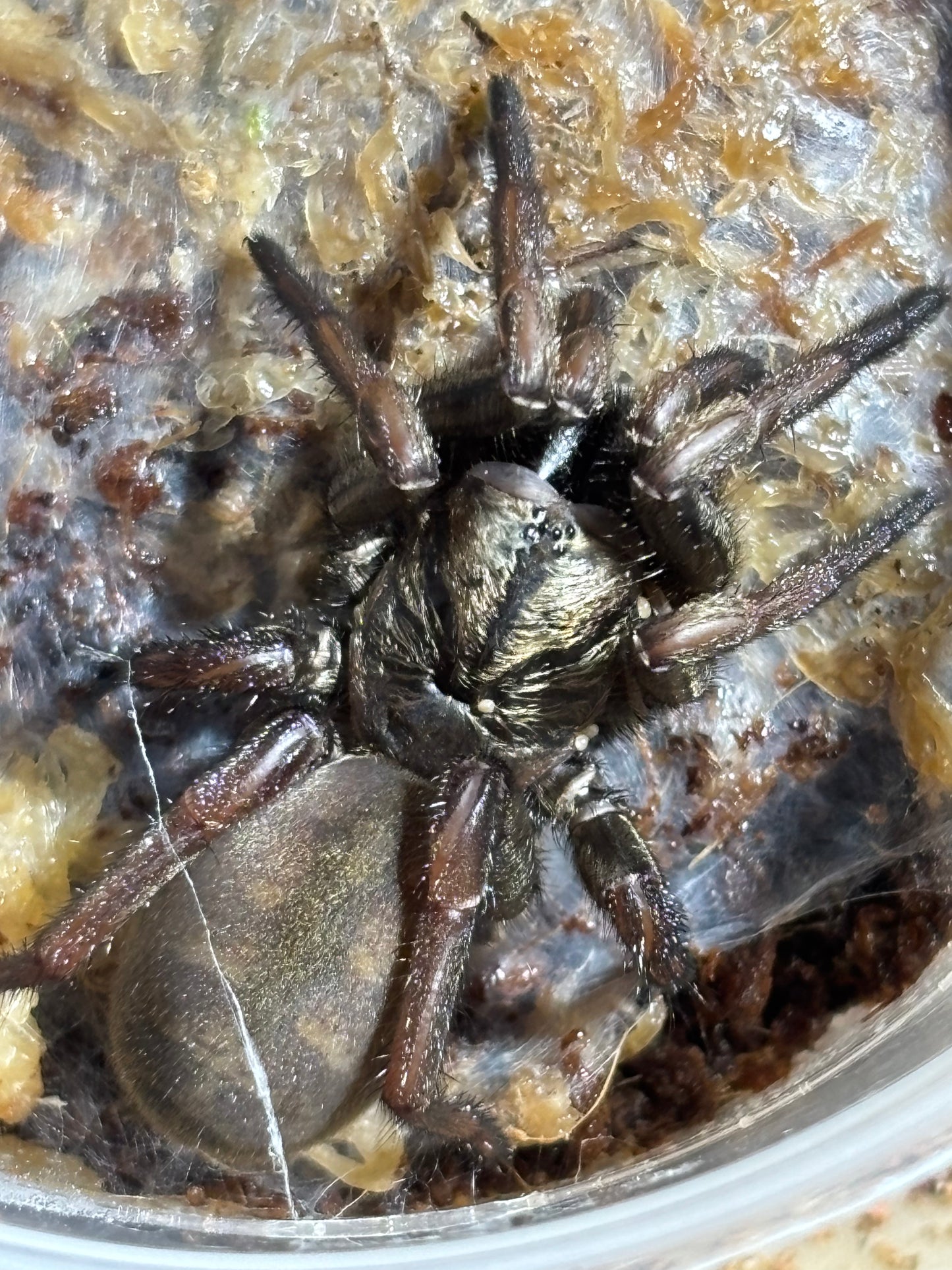 Arbanitis sp Benarkin.