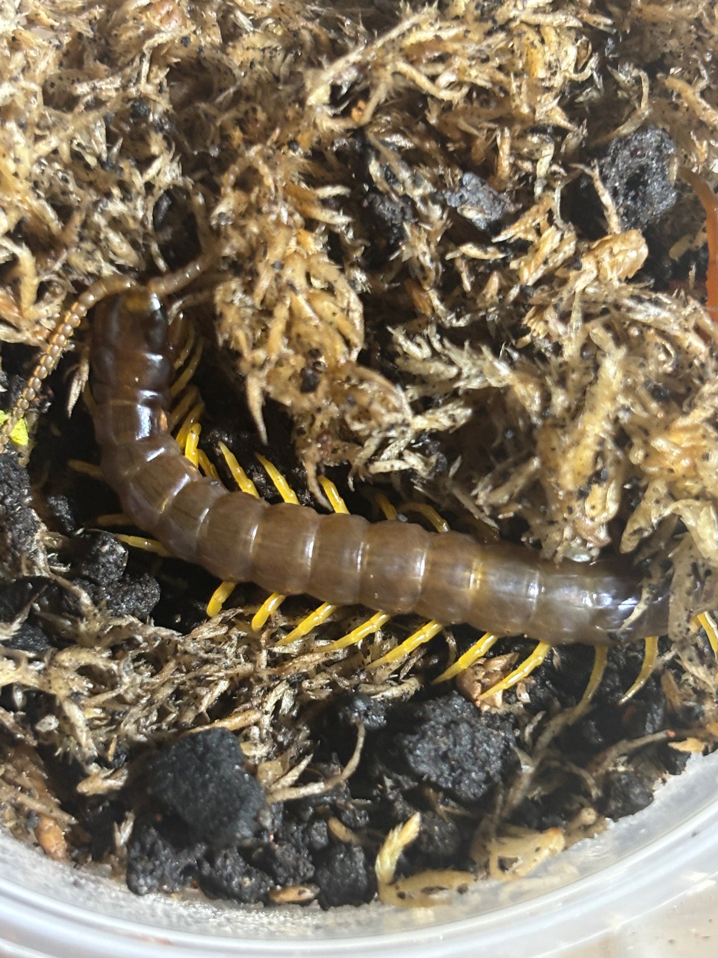 Ethmostigmus rubripes tinaroo area.