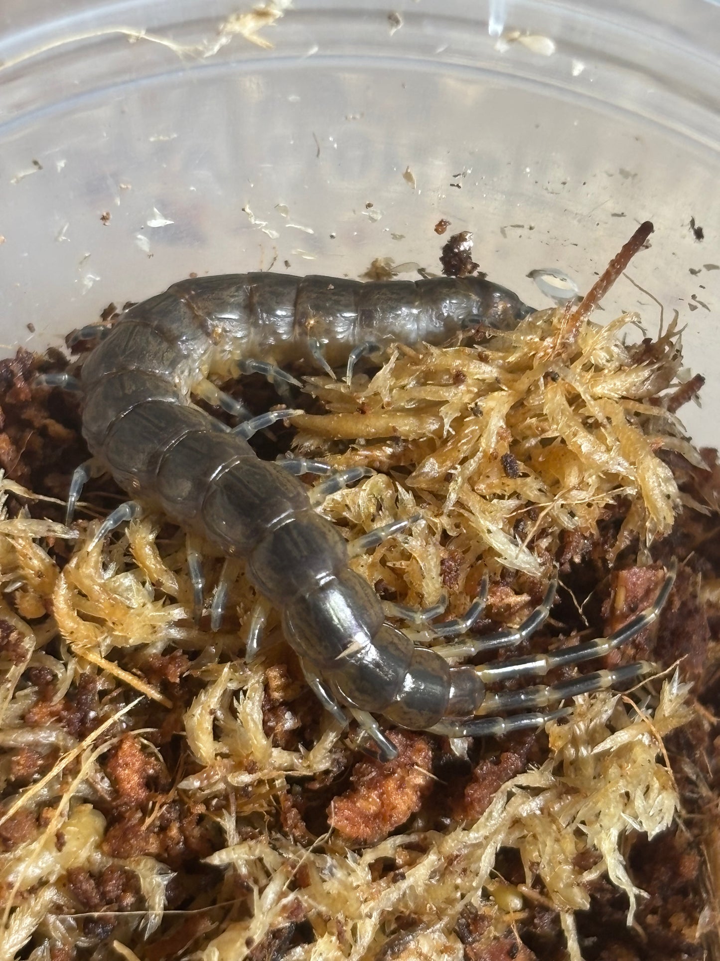 Scolopendra nuda.