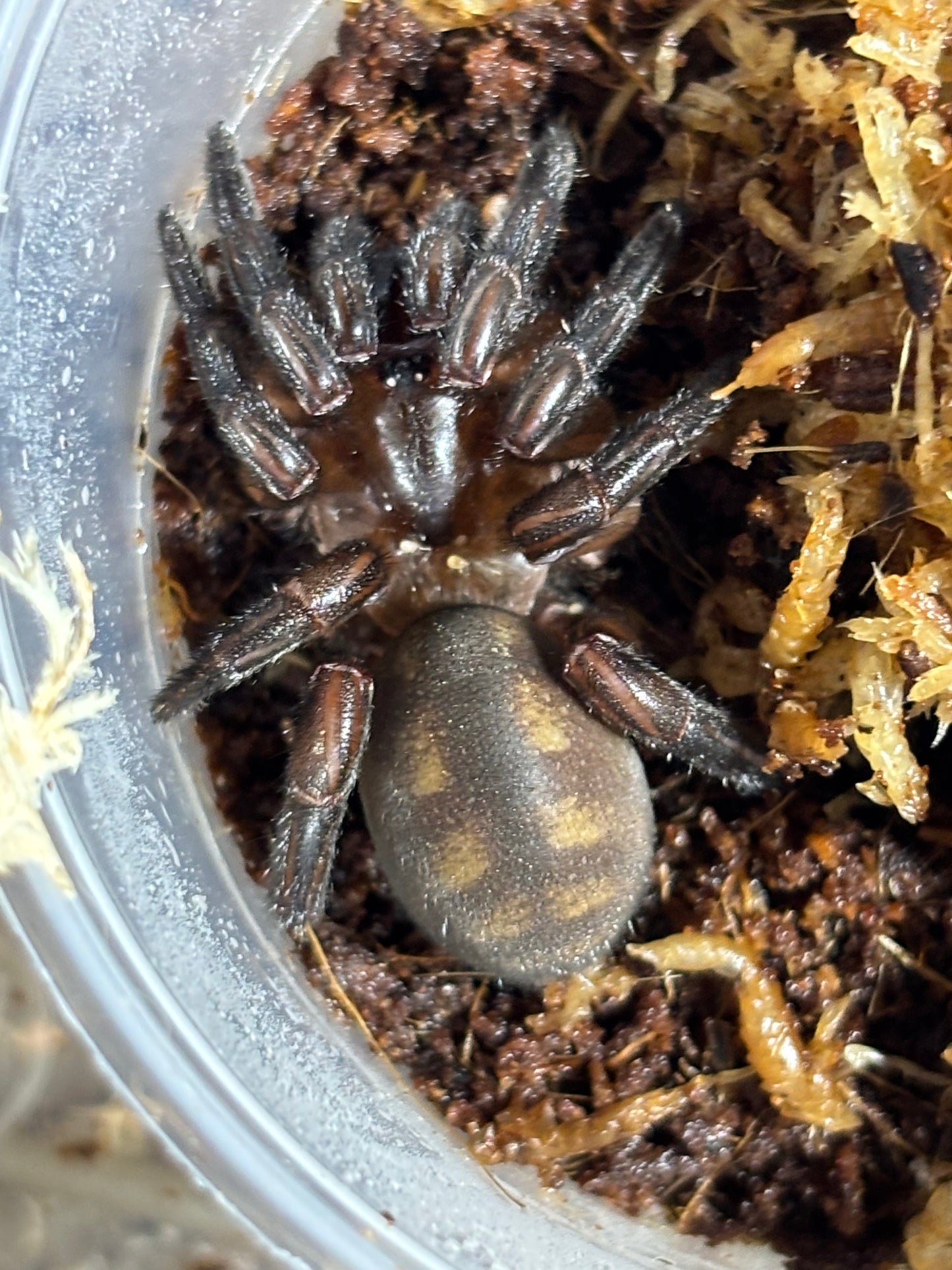 Euoplos booloumba.
