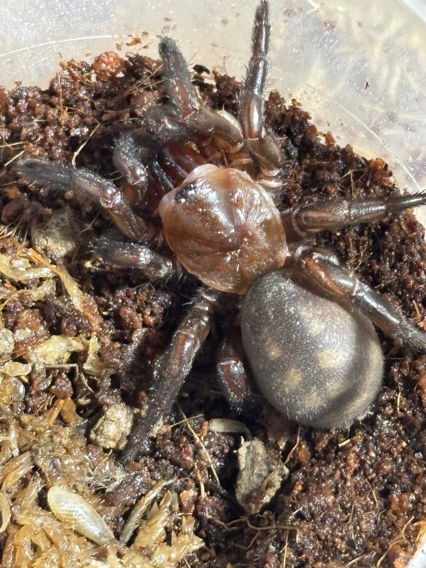 Euoplos booloumba.