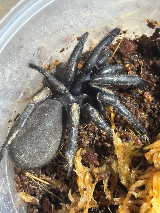 Cataxia pulleinei.